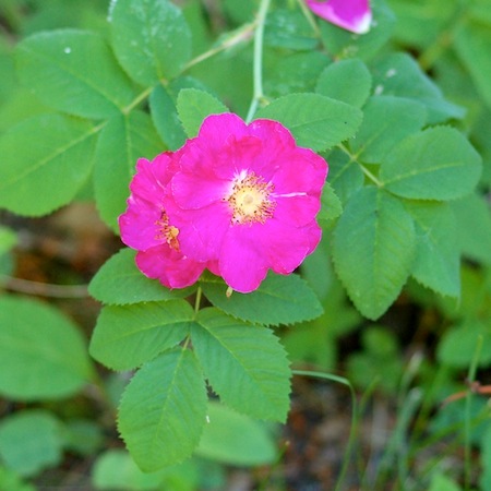 rosa cv. splendens