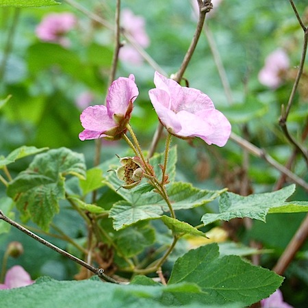 rubus odotatus