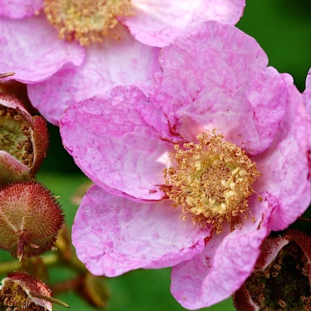 rubus odotatus
