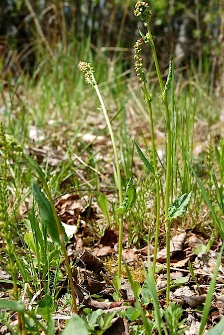 rumex acetosa
