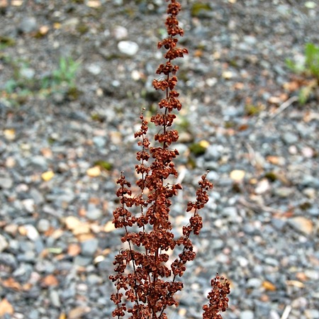 rumex crispus
