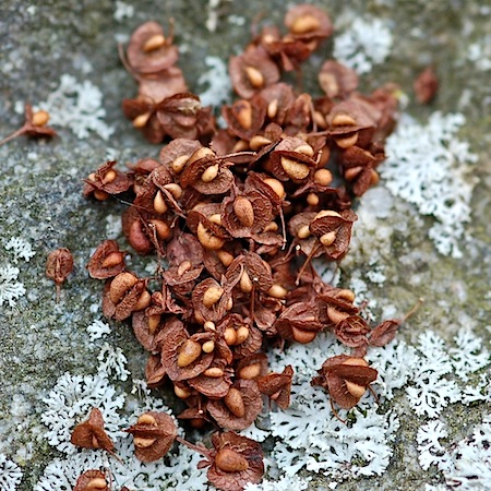 rumex crispus