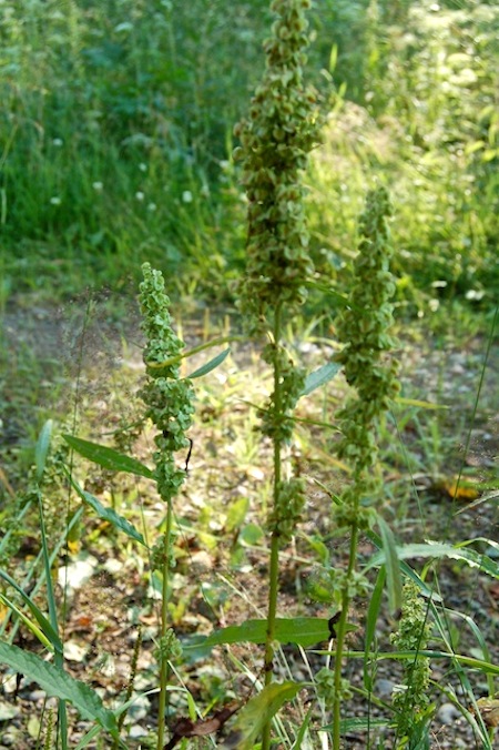 rumex longifolius