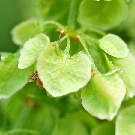 rumex longifolius