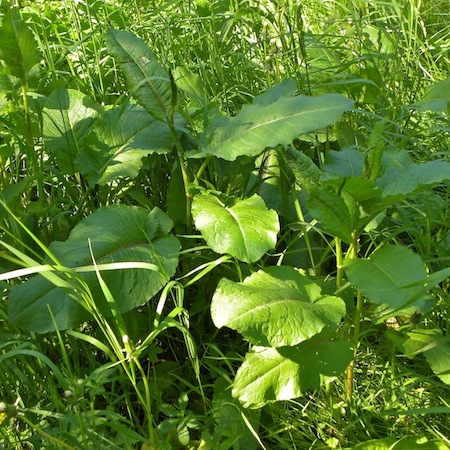 rumex obtusifolius