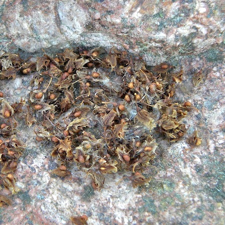 rumex obtusifolius