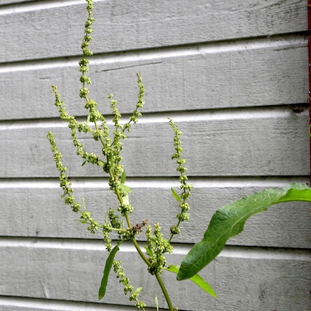 rumex obtusifolius
