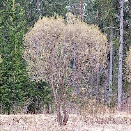 salix fragilis