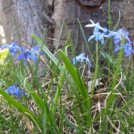 scilla siberica
