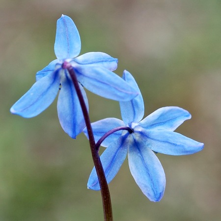 scilla siberica