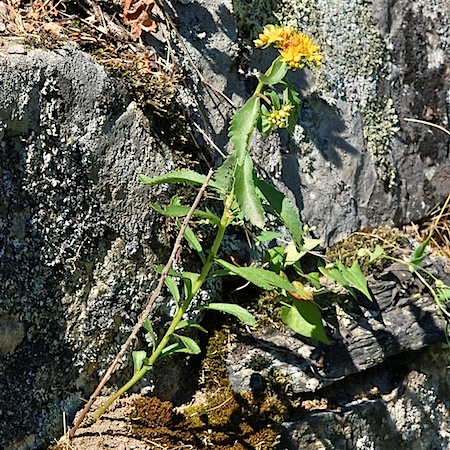 sedum aizoon