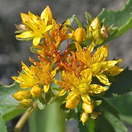 sedum aizoon