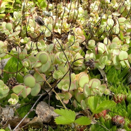 sedum ewersii