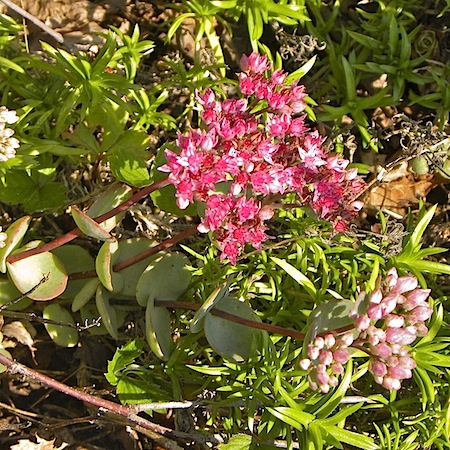 sedum ewersii
