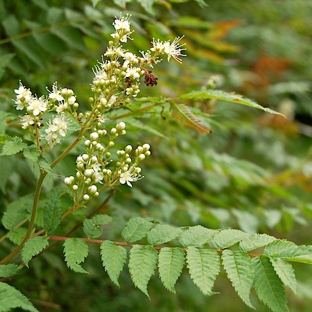 sorbaria sorbifolia