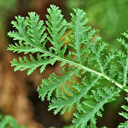 tanacetum vulgare f. crispa