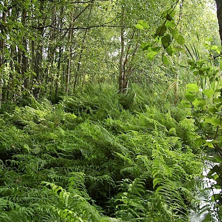 thelypteris palustris