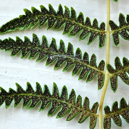 thelypteris palustris