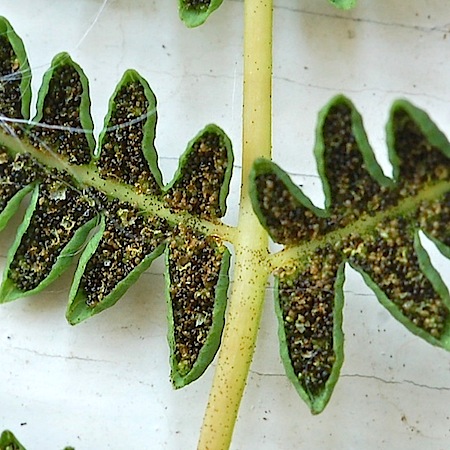 thelypteris palustris