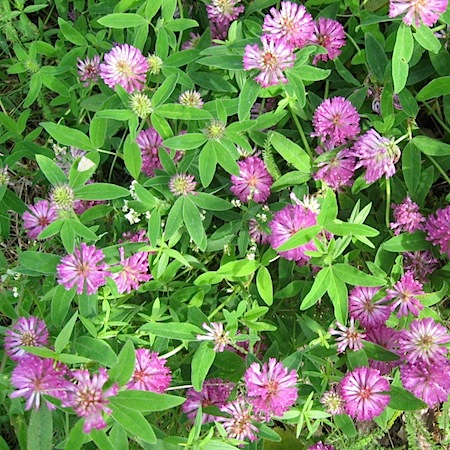 trifolium medium