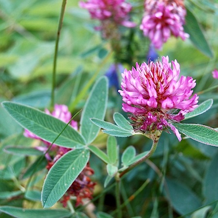 trifolium medium