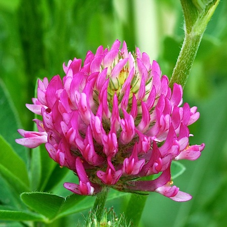 trifolium medium
