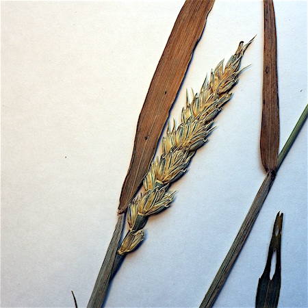 Triticum durum