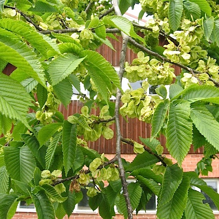 ulmus glabra