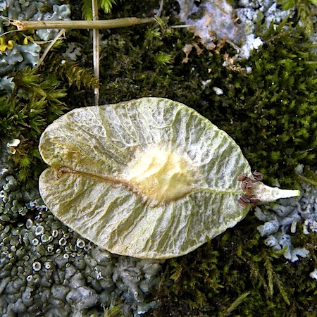 ulmus glabra