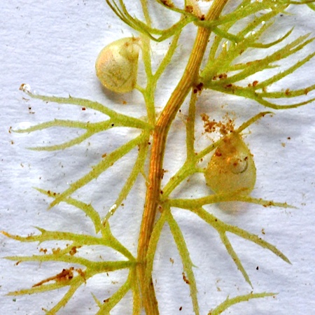 Utricularia ochroleuca
