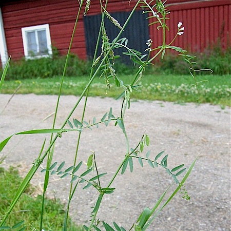 vicia hirsuta