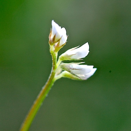 vicia hirsuta