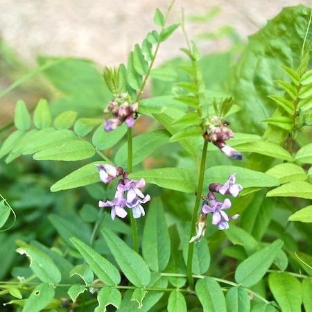 vicia sepium