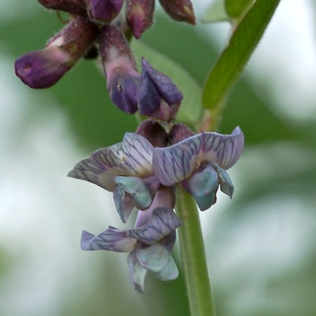 vicia sepium