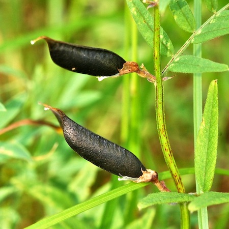 vicia sepium