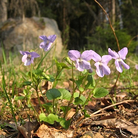 viola riviniana