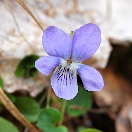 viola riviniana