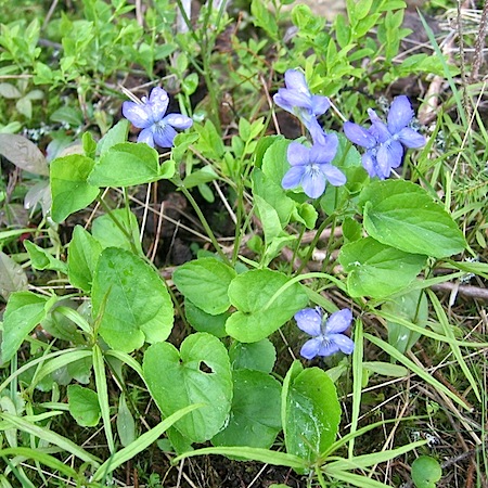 viola riviniana x canina